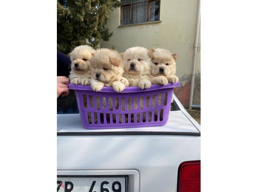 EN GÜZEL CHOW CHOW YAVRULAR 