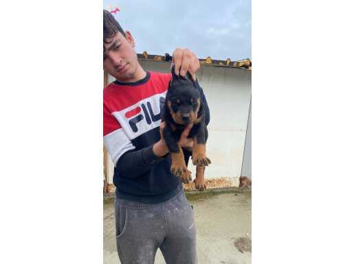 ÜST KALİTE KİNG DOBERMAN YAVRULARI 