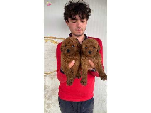KOYU RENK TOY POODLE YAVRULAR