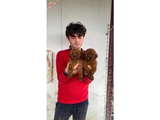 ÜST KALİTE ORJİNAL TOY POODLE YAVRULAR 