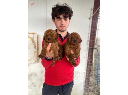 RED TOY POODLE YAVRULAR 
