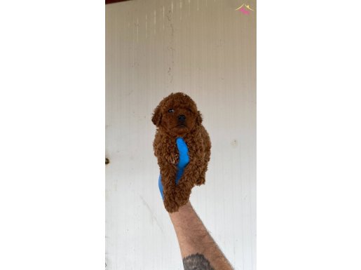 RED BROWN TOY POODLE YAVRULAR