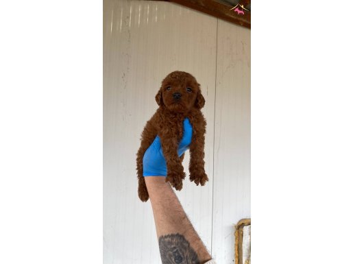 RED BROWN SECERELİ ORJİNAL TOY POODLE YAVRULAR 