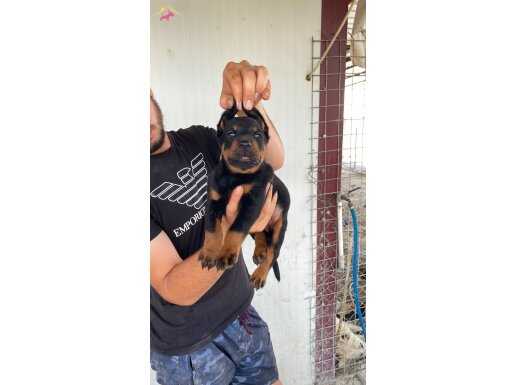 A KALİTE KİNG DOBERMAN YAVRULARI