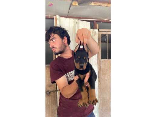 KİNG DOBERMAN YAVRULARI 