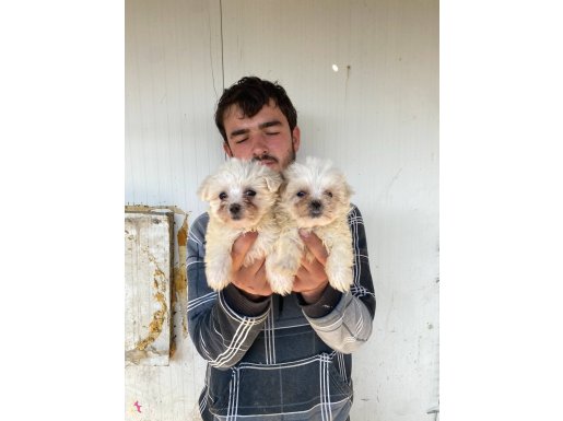 0 Numara Maltese Yavrular 