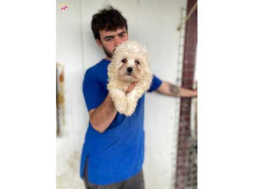 BEYAZ 0 NUMARA MALTESE TERRİER YAVRULAR 