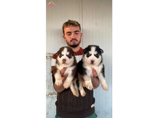 HER RENK MASKELİ SİBİRYA KURDU YAVRULAR MEVCUT 