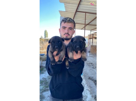 A KALİTE BELÇİKA MALİNOS YAVRULARI 