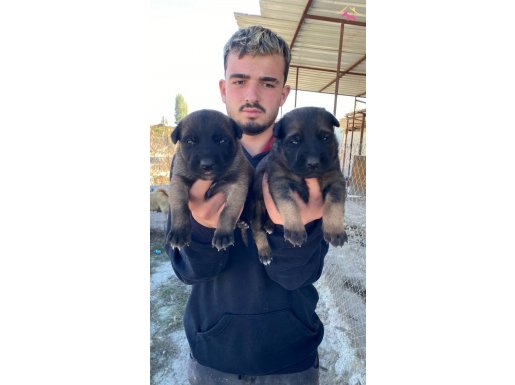 ÜST KALİTE BELÇİKA KURDU YAVRULARI YAVRULARIMIZ