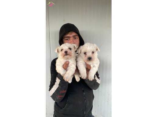ÜST KALİTE 0 NUMARA MALTESE TERRİER YAVRULARIMJZ 