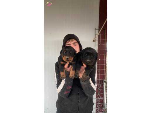 ÜST KALİTE ORJİNAL ROTTWEİLER YAVRULARIMIZ 
