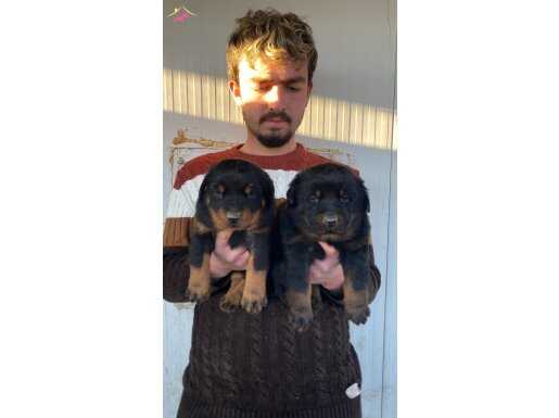 SHOW KALİTE ORJİNAL ROTTWEILER YAVRULARI