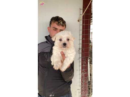 BEMBEYAZ MALTESE TERRİER YAVRULARIMIZ