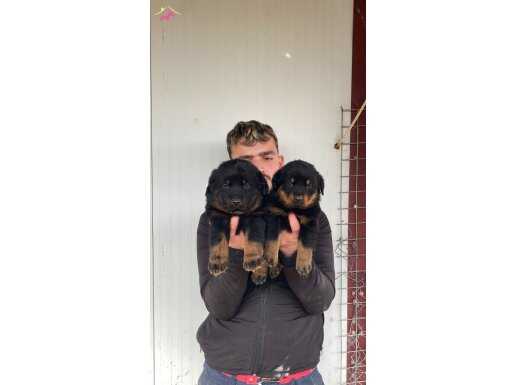 ORJİNAL A KALİTE İRİ ROTTWEİLER YAVRULARI