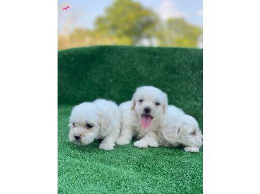 A KALİTE MALTESE TERRİER YAVRULAR 