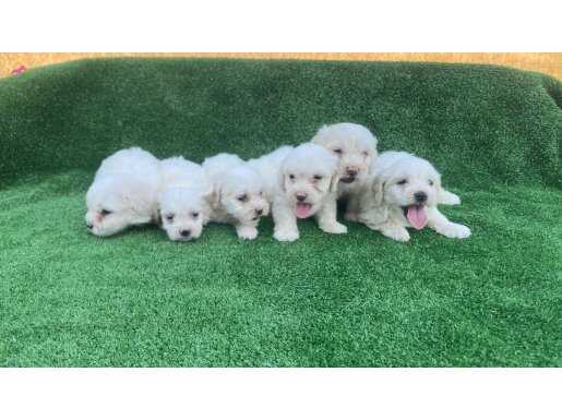 Safkan 0 Numara Maltese Terrier Yavruları