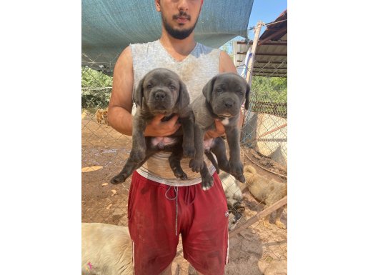 İri Kemik Yapılı Karakterli Cane Corso Yavruları