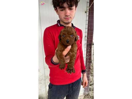 Red Brown Toy Poodle Yavruları ile Hayatınıza Renk Katın