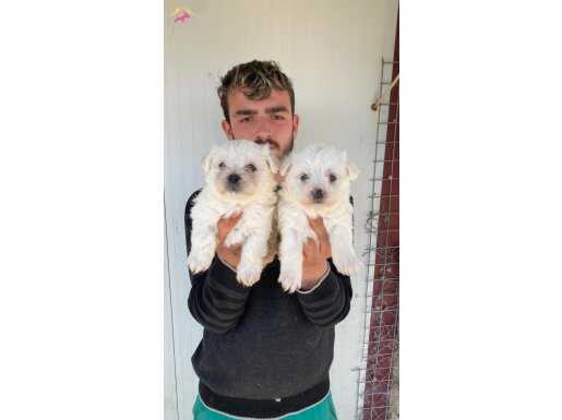 BEYAZ MALTESE TERRIER YAVRULAR