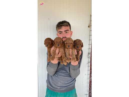 Denizli Pamukkale Orijin Garantili Kıvırcık Toy Poodle Yavruları