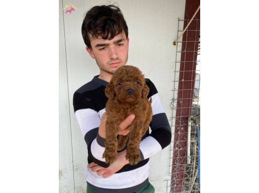 KIVIRCIK POFUDUK RED TOY PODDLE YAVRULARI