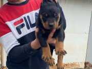 ÜST KALİTE KİNG DOBERMAN YAVRULARI 