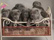 ÜST KALİTE CANE CORSA YAVRULAR