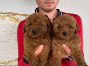 KOYU RENK TOY POODLE YAVRULAR