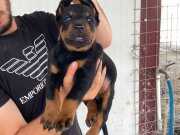 A KALİTE KİNG DOBERMAN YAVRULARI