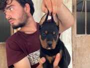 KİNG DOBERMAN YAVRULARI 