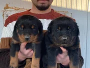 SHOW KALİTE ORJİNAL ROTTWEILER YAVRULARI