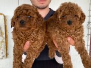 Denizli Pamukkale Toy Poodle Yavruları | Akıllı ve Tüy Dökmeyen Dostunuz