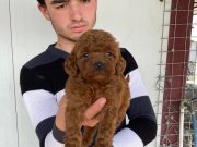 KIVIRCIK POFUDUK RED TOY PODDLE YAVRULARI