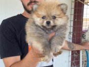 ÜST KALİTE POMERANIAN BOO YAVRULARI 
