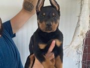 ORJİNAL DOBERMAN YAVRULARIMIZ 