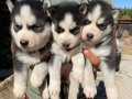 RUHSATLI ÜRETİM ÇİFTLİĞİNDEN HUSKY YAVRULAR