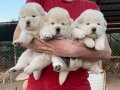 BEMBEYAZ KOCA KAFA CHOW CHOW YAVRULARIMIZ
