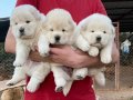 BEMBEYAZ KOCA KAFA CHOW CHOW YAVRULARIMIZ