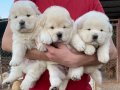 BEMBEYAZ KOCA KAFA CHOW CHOW YAVRULARIMIZ