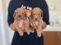 A Kalite Koyu Renk Toy Poodle Yavrular