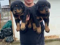 A KALİTE KOCA KAFA ROTTWEİLER YAVRULAR 