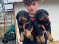 A KALİTE KOCA KAFA ROTTWEİLER YAVRULAR 