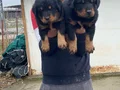 A KALİTE KOCA KAFA ROTTWEİLER YAVRULAR 