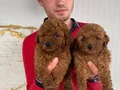 KOYU RENK TOY POODLE YAVRULAR