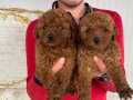 KOYU RENK TOY POODLE YAVRULAR