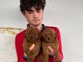 KOYU RENK TOY POODLE YAVRULAR