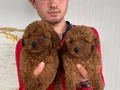 KOYU RENK TOY POODLE YAVRULAR