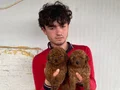 KOYU RENK TOY POODLE YAVRULAR