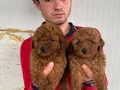 KOYU RENK TOY POODLE YAVRULAR